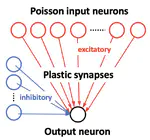Spike-Timing Dependent Plasticity in a Neural Network